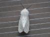 Spilosoma lubricipeda